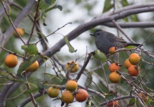 Catbird on American Persimmon Tree