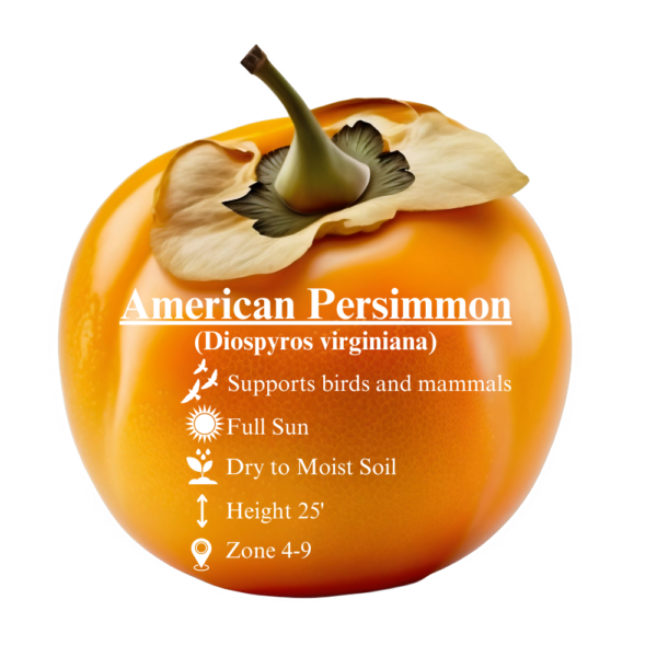 American Persimmon (AVAILABLE SEPTEMBER 2024) - Image 3