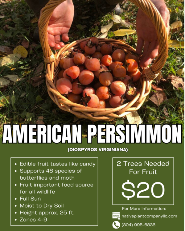 American Persimmon (AVAILABLE SEPTEMBER 2024)