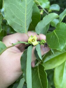 Hand holding an American Persimmon flower growing on a tree branch