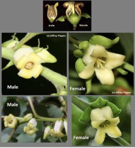 American persimmon male and female flowers
