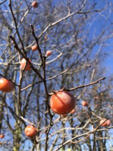 American Persimmon winter fruits