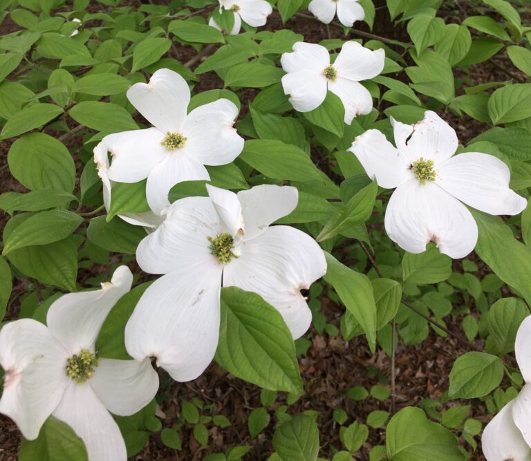 Species Spotlight: Flowering Dogwood