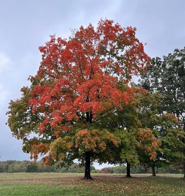 Red Maple - Local Pickup Only - Image 2