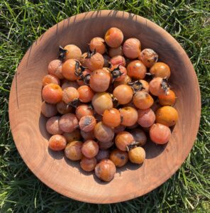 Bowl filled with ripe orange American Persimmon fruits harvested from wild Pennsylvania trees