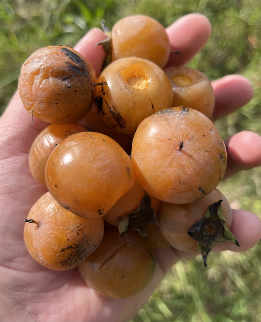 holding several ripe American Persimmon fruits harvested in Pennsylvania