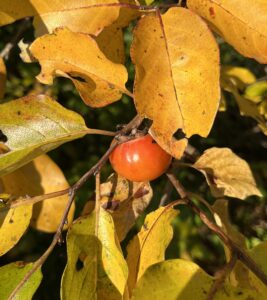 Ripe American Persimmon fruits hanging on a tree with colorful fall foliage in Pennsylvania