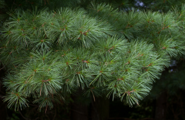 Species Spotlight: Eastern White Pine