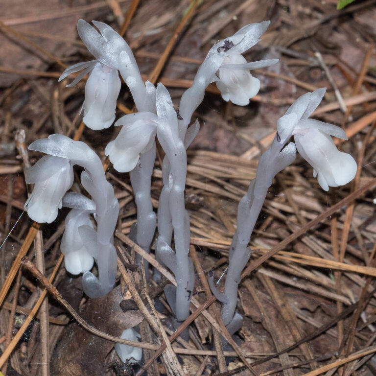 Species Spotlight: Indian Pipe