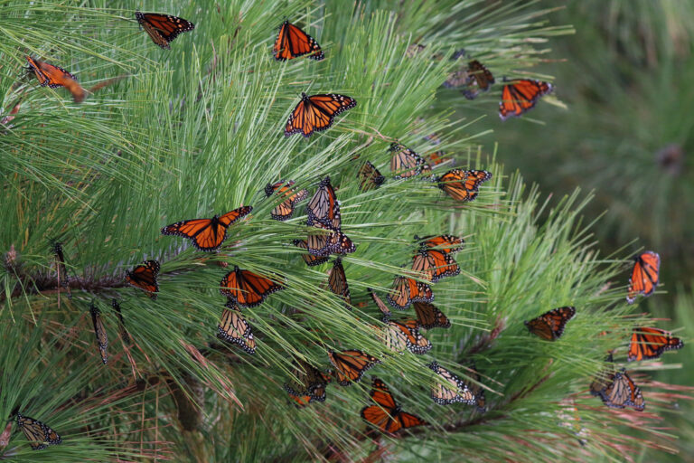 Why Native Plants?