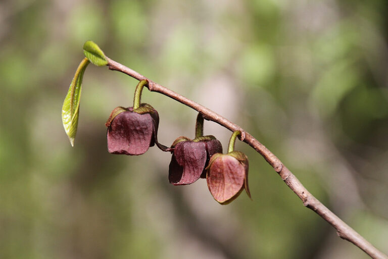 Species Spotlight: Pawpaw