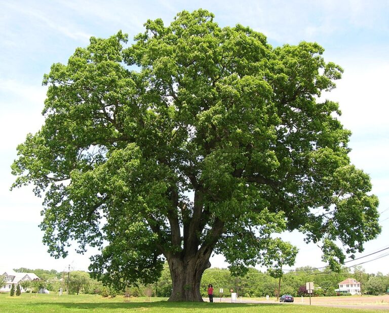 Species Spotlight: White Oak