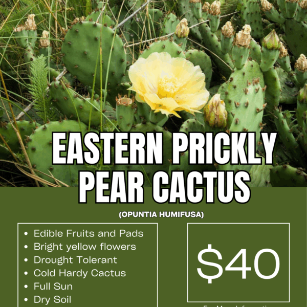 Eastern Prickly Pear Cactus (Opuntia humifusa)